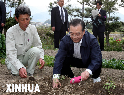 温家宝与日本农民聊家常 栽种西红柿苗(组图)